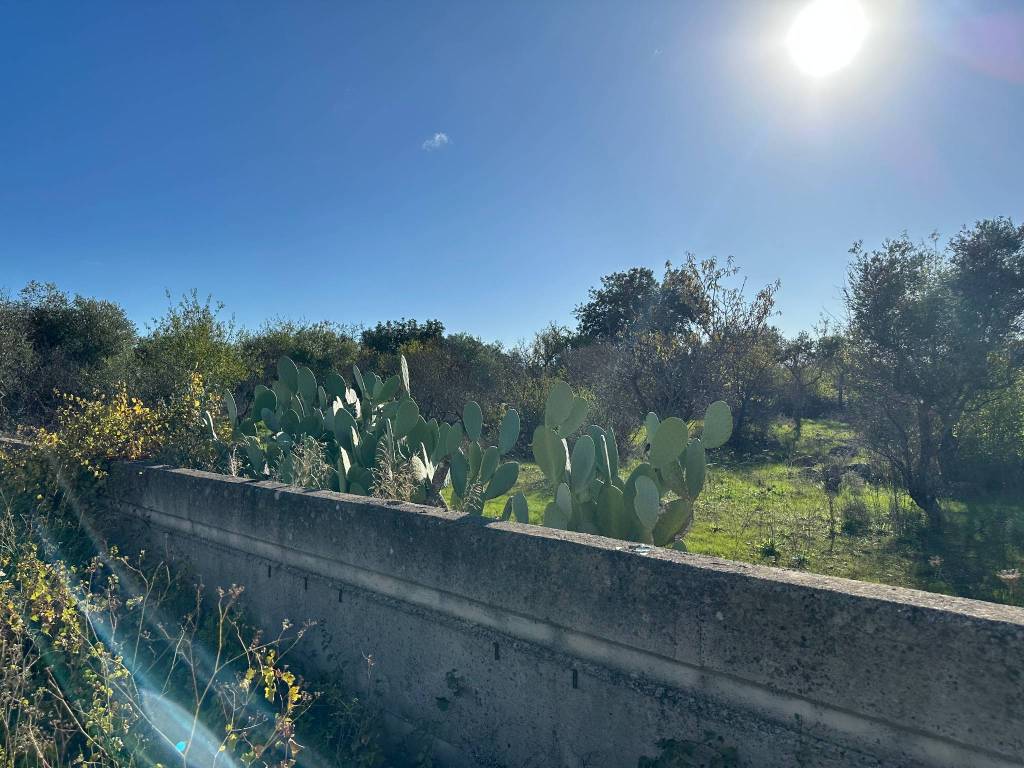 TERRENO AGRICOLO